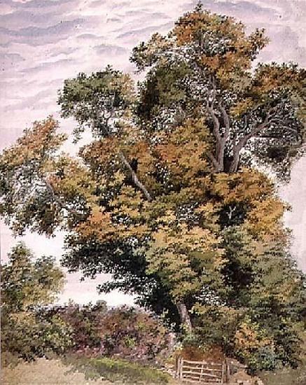 Study of an Oak Tree, Thomas frederick collier